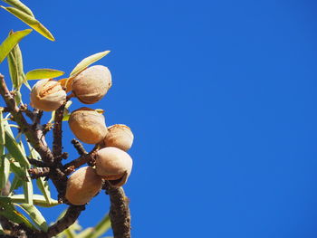 Low angle view of fruits against blue sky