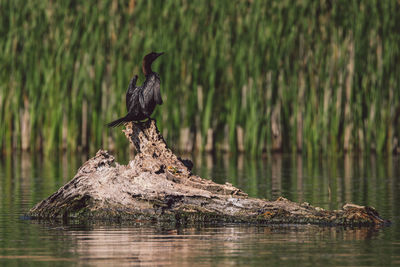 Bird perching on driftwood against lake