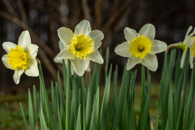 Close-up of fresh yellow flower in field