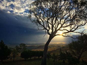 Close-up of tree by sea against sky during sunset