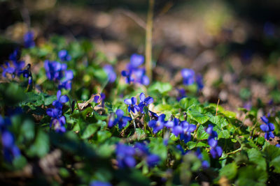 Close-up of purple flowering plants on land
