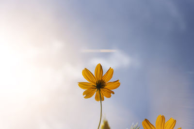 Close-up of yellow flowering plant against sky