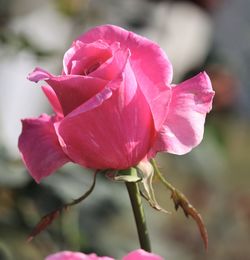 Close-up of pink rose