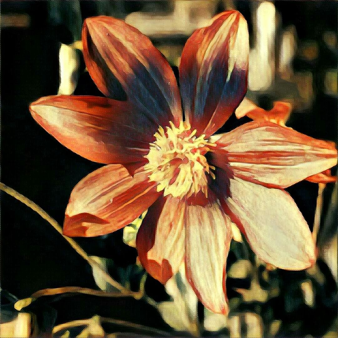 CLOSE-UP OF ORANGE FLOWER BLOOMING