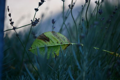 Close-up of dry leaf on land