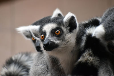 Close-up portrait of chihuahua