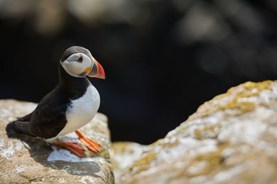 Puffin standing on a rock cliff . fratercula arctica