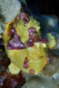 High angle view of fruits