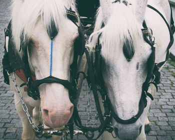 Portrait of horse