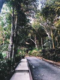 Road amidst trees in park