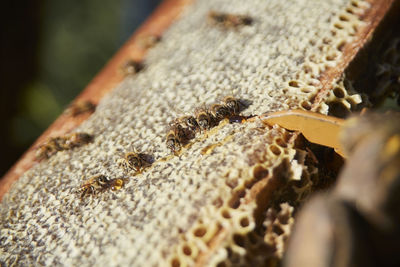 Close-up of honey bees on honeycomb