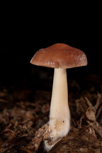 mushroom