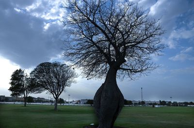 Bare trees on grassy field against cloudy sky