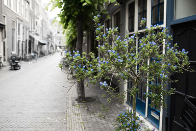 Plants growing in city