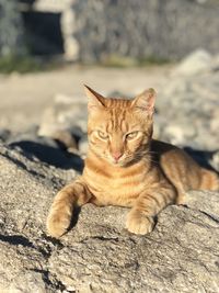 Portrait of cat sitting outdoors
