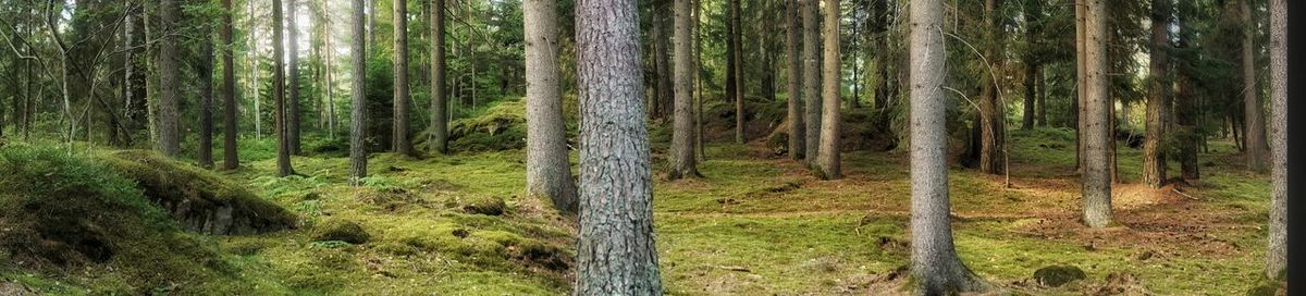 Pine trees in forest