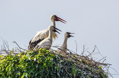 Low angle view of bird against clear sky