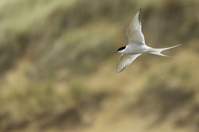 Low angle view of seagull flying