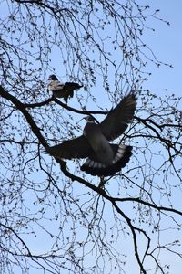 Low angle view of bird flying against clear sky