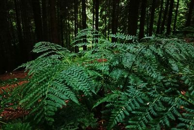 Close-up of fern in forest