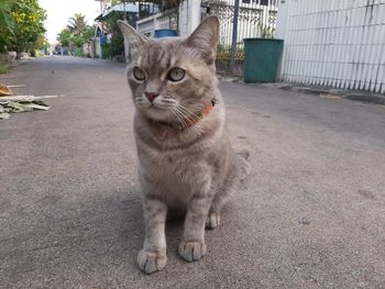 Portrait of cat on footpath in city