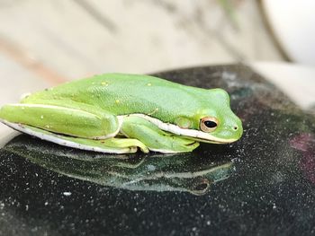 Close-up of green insect on leaf