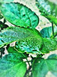 Close-up of leaves