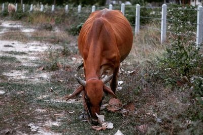 Cow grazing on field