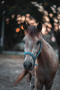 Close-up portrait of a horse in ranch