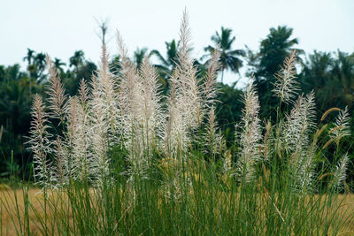 Close-up of stalks in field against sky