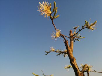 Low angle view of cherry blossoms against clear blue sky
