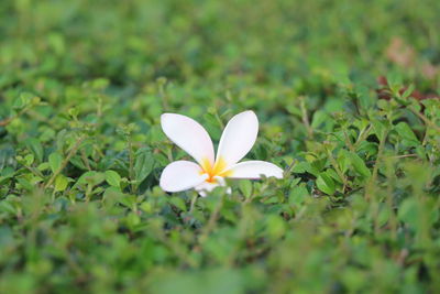 Close-up of frangipani blooming outdoors