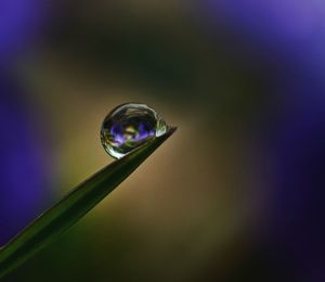 Close-up of water drops on plant