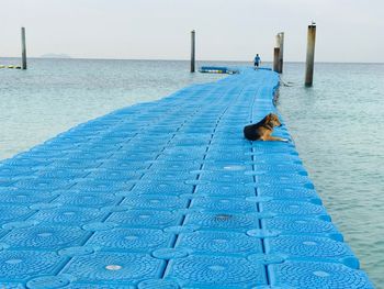 View of dog on swimming pool