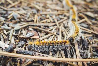 Close-up of caterpillar on field