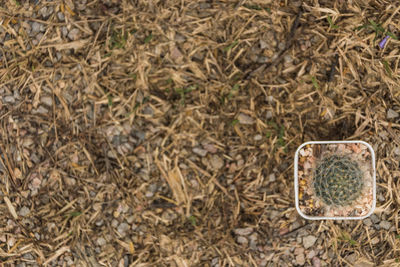 High angle view of abandoned shoes on field