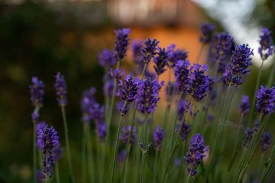 Close-up of purple flowering plants