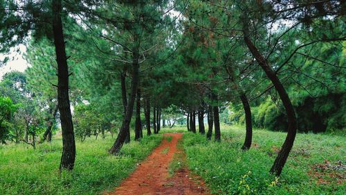 Footpath amidst trees in forest