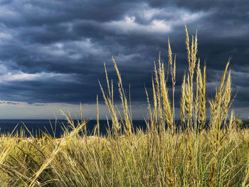 Plants growing on land against sky
