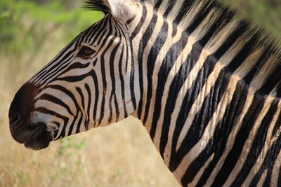 Close-up of zebra on field