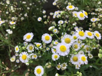 Close-up of white daisy flowers