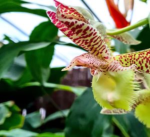 Close-up of fly on flower