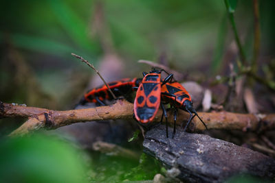 Close-up of insect on branch