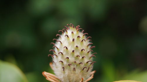 Close-up of cactus