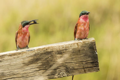 Close-up of birds perching on wood