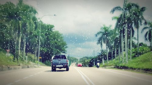 Road passing through forest