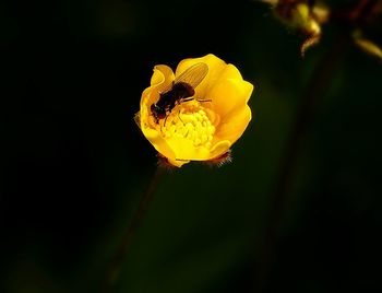 Close-up of insect on yellow flower