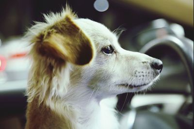 Close-up of dog in car