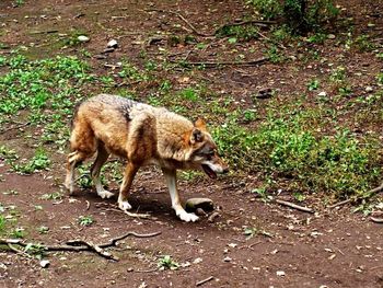 Dog standing on grassy field