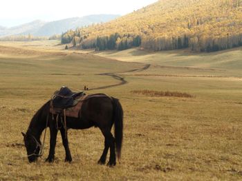 Horse on field against sky